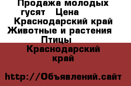 Продажа молодых гусят › Цена ­ 180 - Краснодарский край Животные и растения » Птицы   . Краснодарский край